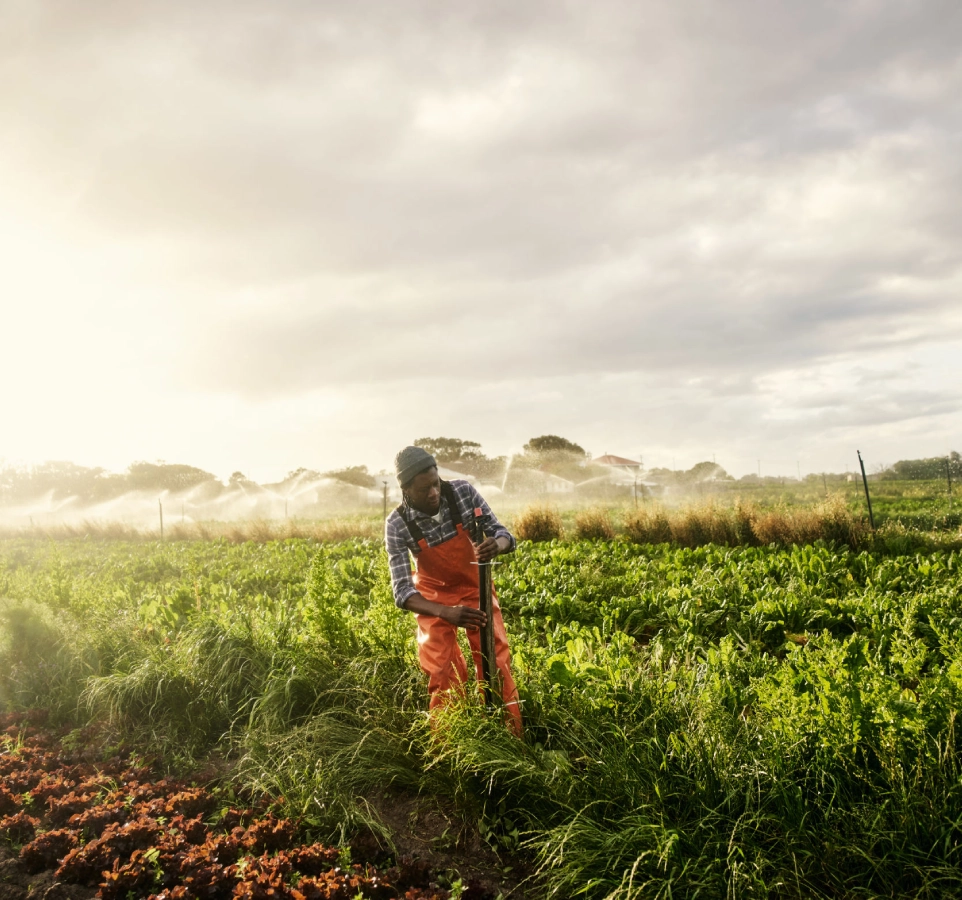 Farmer working in a lush green field.