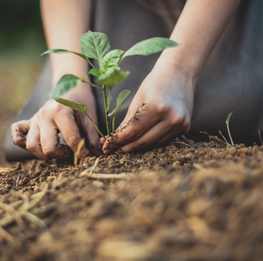 Hands planting a young seedling in soil.