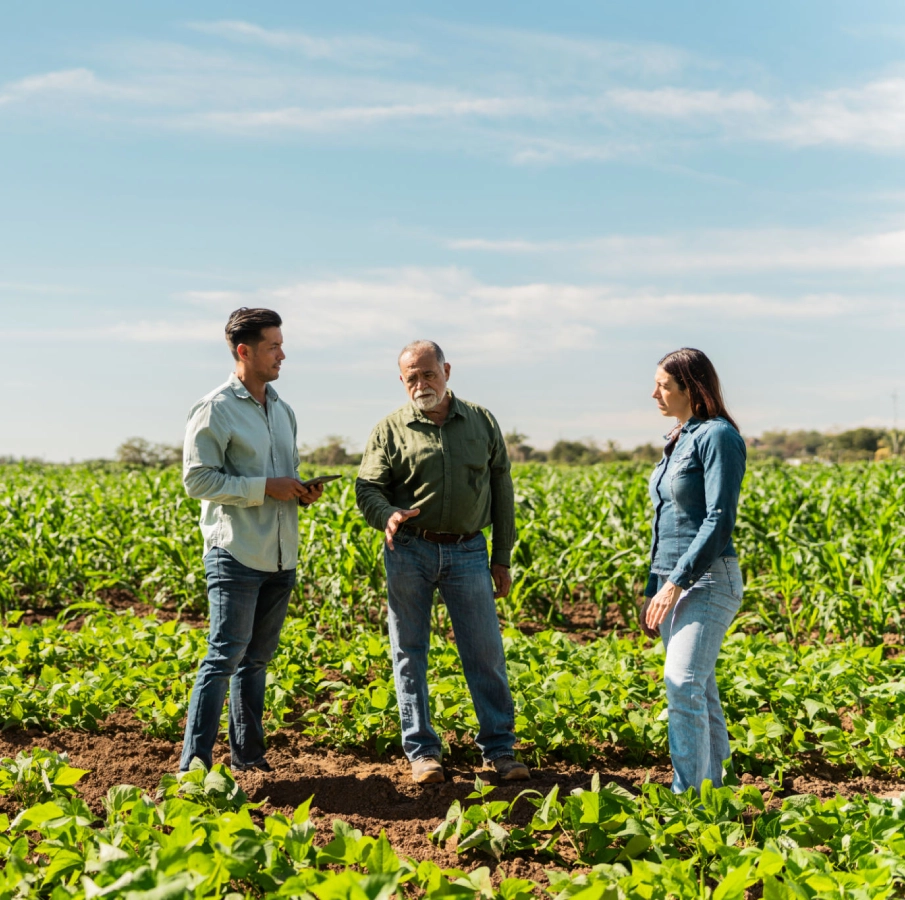 Farmers discussing in a green crop field.