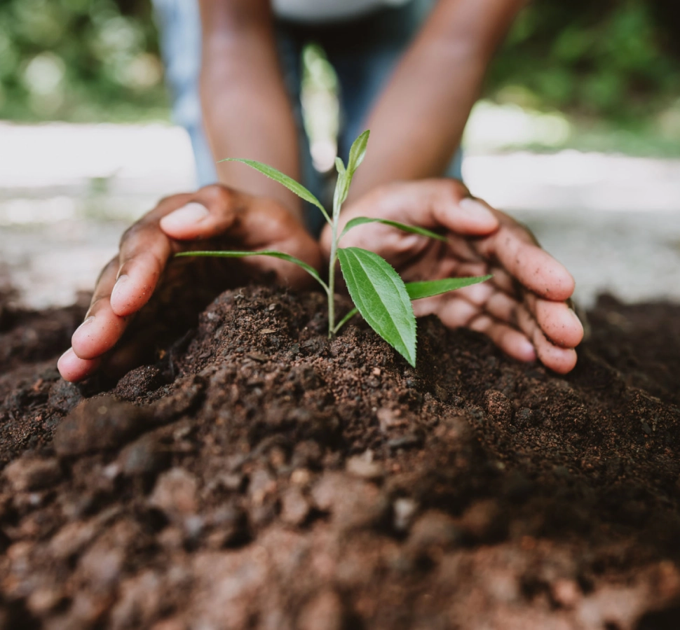 Hands nurturing a small green plant seedling.