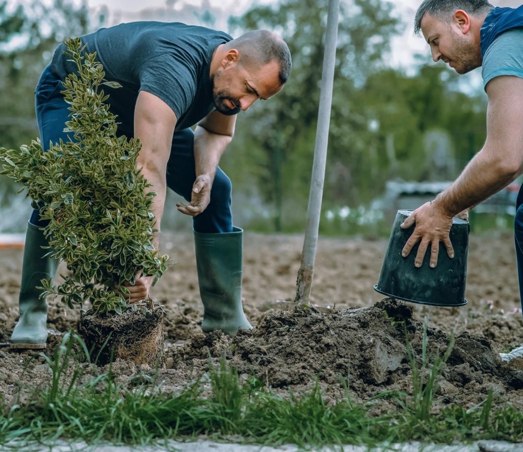 Two men planting trees in a garden.