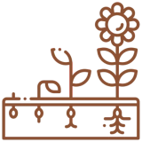 Seed to flower growth illustration.